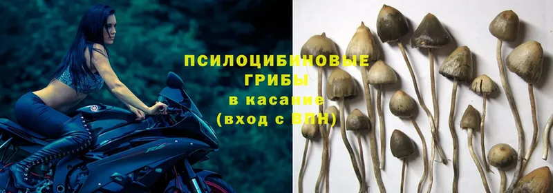 Галлюциногенные грибы MAGIC MUSHROOMS  закладки  Воскресенск 